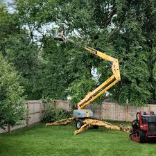 Best Tree Cabling and Bracing  in Medina, NY