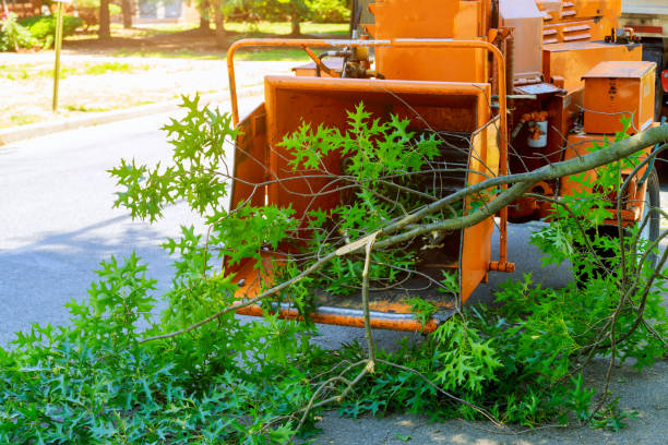 Trusted Medina, NY Tree Services Experts