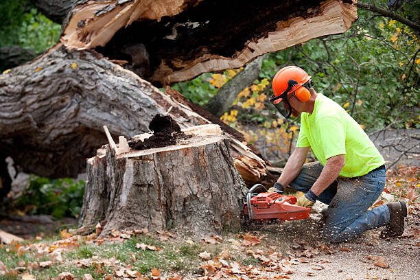 How Our Tree Care Process Works  in  Medina, NY