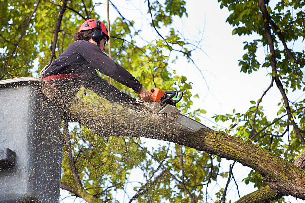 How Our Tree Care Process Works  in  Medina, NY